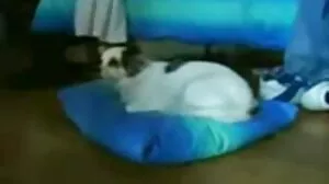 Dap